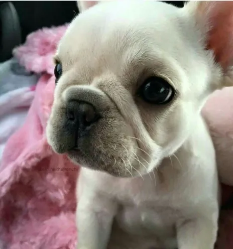 Bulldogue Francês - Escolha Um Companheiro Para Viver Grandes Momentos