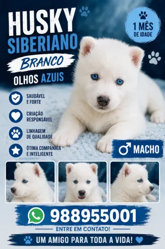 Cachorro