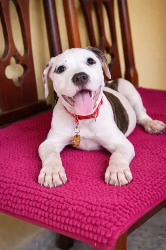Pit bull filhote 