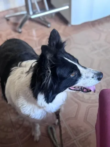 Boder collie femia