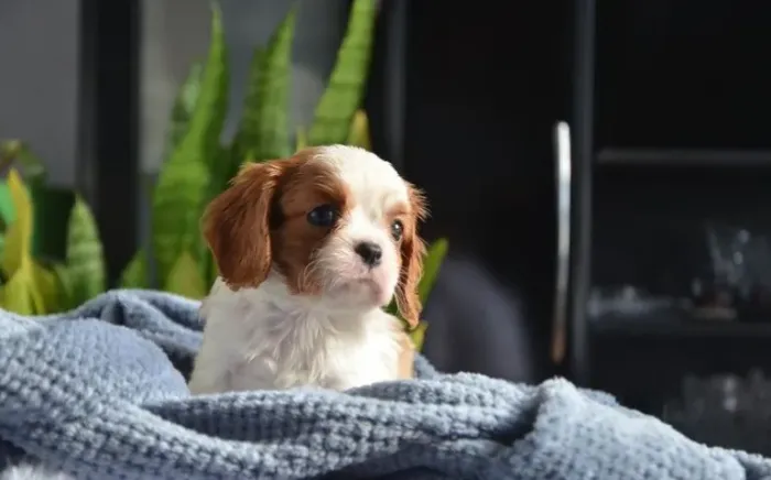 Leve seu Cavalier King com Garantia Veterinária e Parcelamento