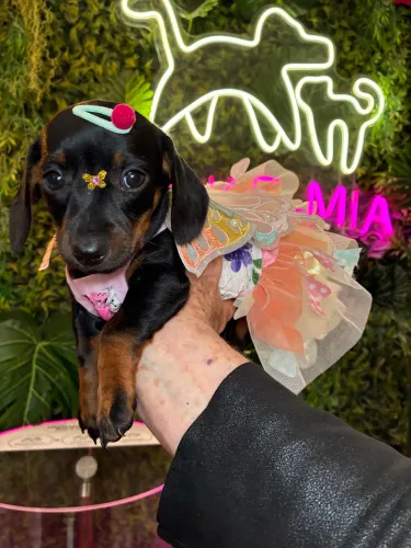 Dachshund fêmea linda !