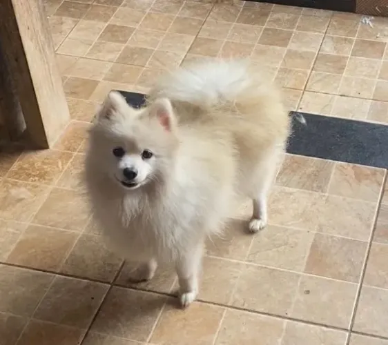 spitz alemão