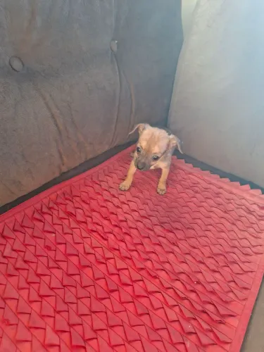 LINDO PINCHER DISPONÍVEL!!
