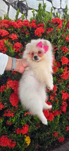 Linda ursinha Spitz Alemão Fêmea