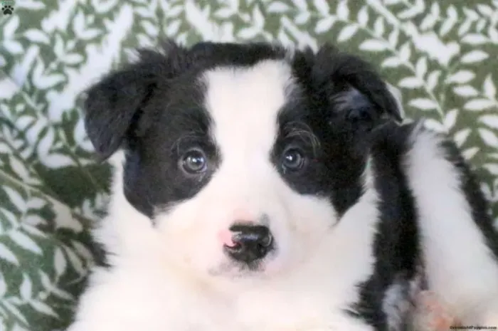 Border Collie - Disponível Hoje - Entrega