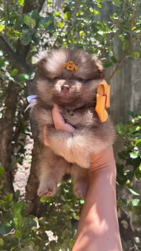 Spitz alemão MACHO