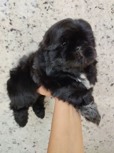 Filhotes de Shih Tzu machos