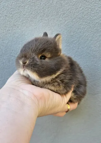 Coelhos anão Netherland