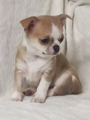 Chihuahua Presença Que Ilumina Seu Dia