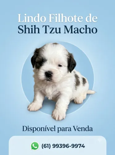 Shitzu macho filhote