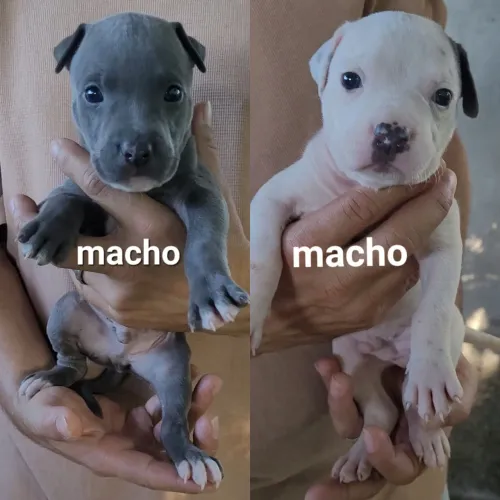 Filhotes de Pitbull 