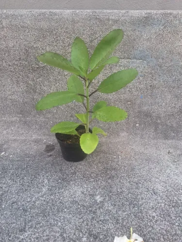 Muda de Corama