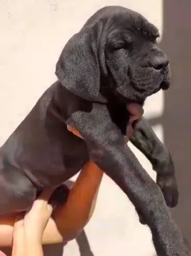 Filhotes de cane corso