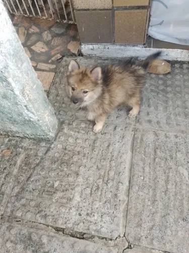 Spitz Macho 1000 reais