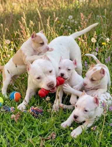 AMERICAN BULLY FILHOTES POCKET-VACINADOS-PARCELO NO CARTÃO 