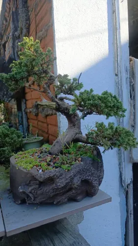Bonsai
