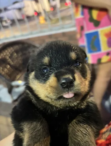 Filhotes de Rottweiler 