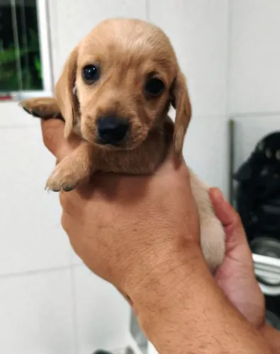 Filhote Macho de Salsicha Dachshund Mini 