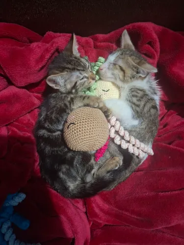 2 Gatinhas Filhotes Resgatadas Procuram um Lar Responsável - Adoção