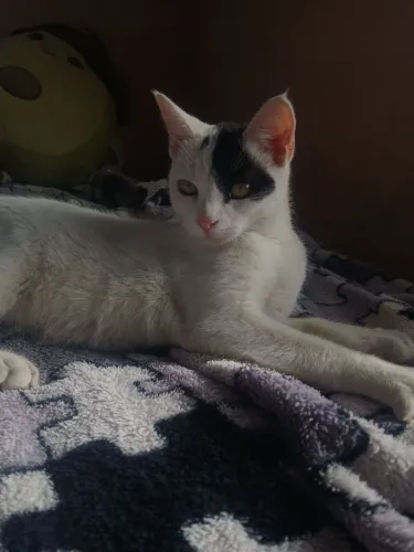 pirata