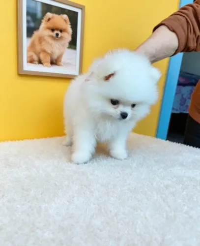 Spitz Alemão Pequeno e Carinhoso