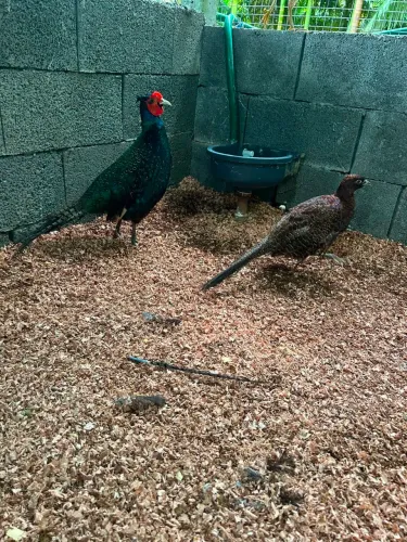Casal galinha adulto versicolor