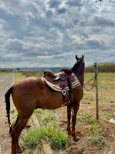 Cavalo