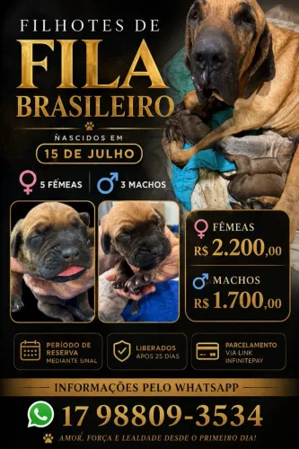Filhotes fila brasileiro