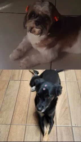 Cachorras 