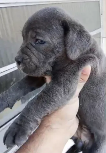 Cane  corso 