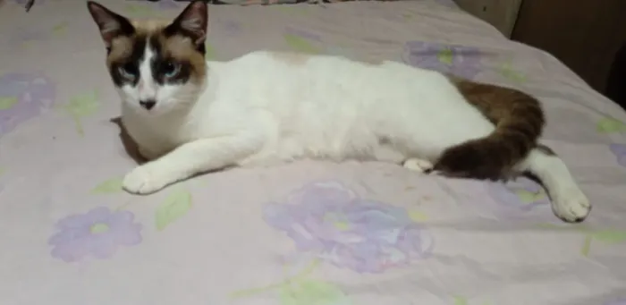 Doação de duas gatas 