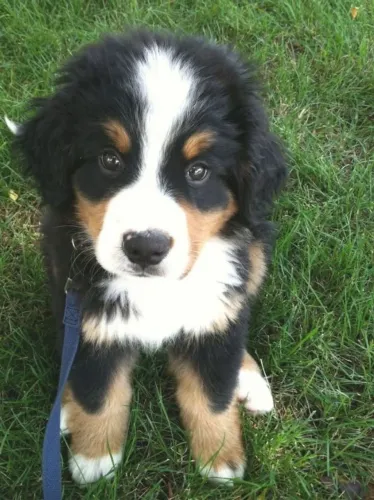 Filhotes de Bernese | Peludinhos prontos para o lar!