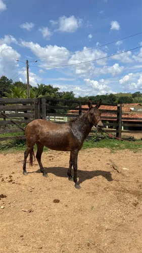 Mulinha pra vender ou gambirar 