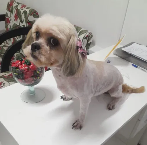 Linda fêmea