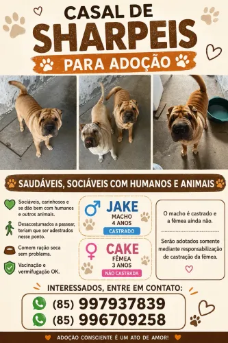 Adoração responsável, casal de sharpeis