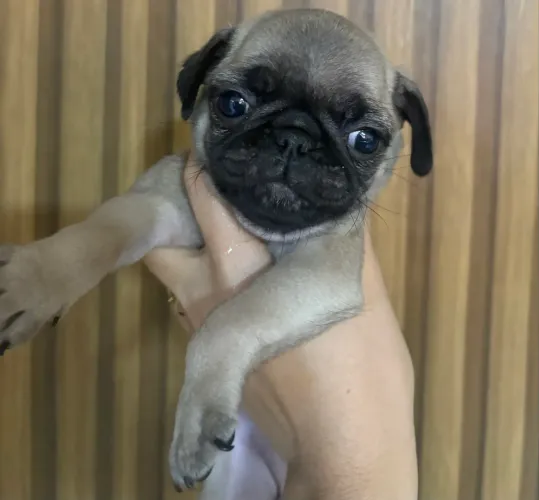 Filhote de pug macho
