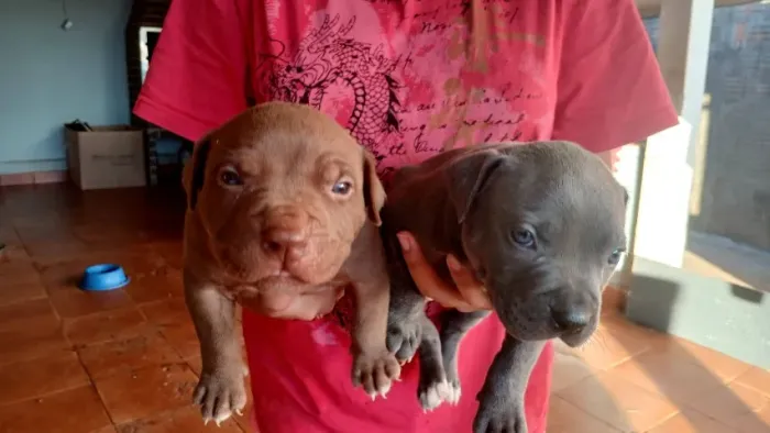 Filhotes de pit monster a venda ainda tenho 2 machos e 1 femea disponível