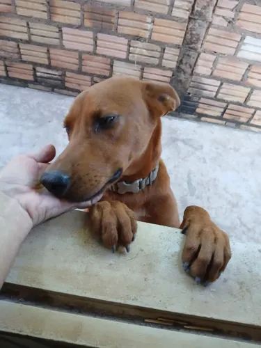 Cachorro para adoção