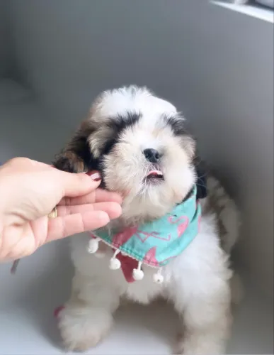 Shihtzu