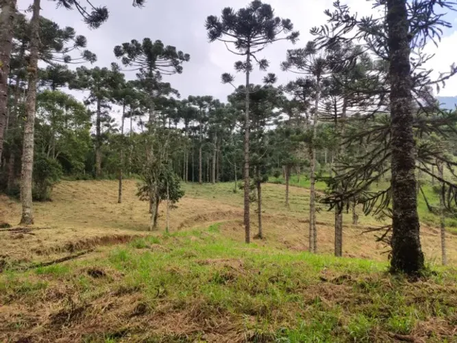 25.300 m² em Visconde de Mauá, 1,5 km da Vila Água de nascente Araucarias e áreas planas
