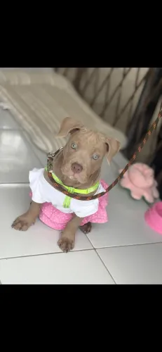 Cachorra Raça American Bully 