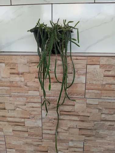 Suculenta