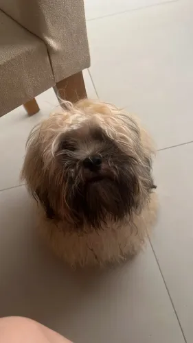 Filhote Ilhasa 8 meses