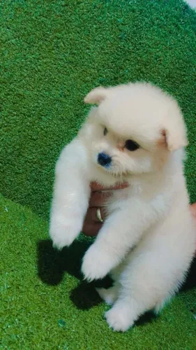 Lindos bebês spitz alemão. Avenda
