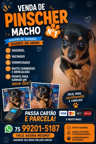 Filhote de pinscher macho disponível pra reserva