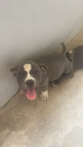 Filhotes de American Bully