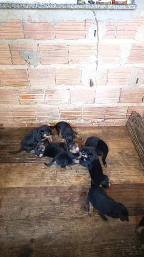 Filhote de rottweiler