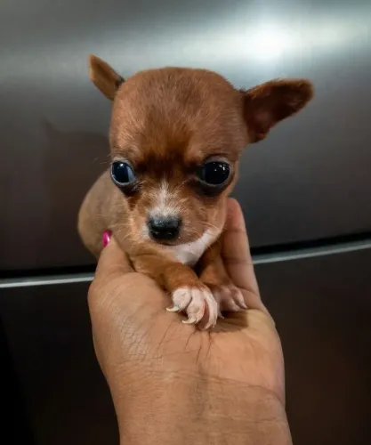Pinscher 0