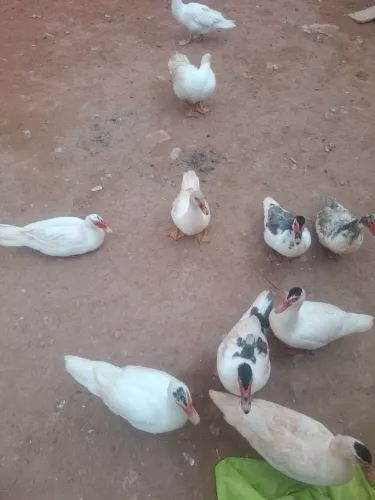 Vendo patos